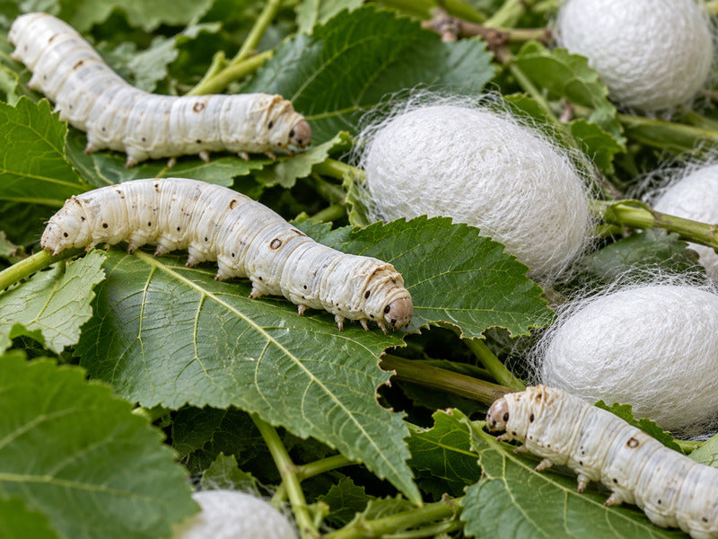 Where Does Mulberry Silk Come From? Origins & Process